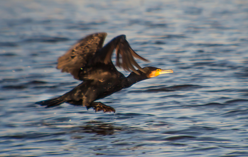 Corb marí gros (Phalacrocorax carbo)