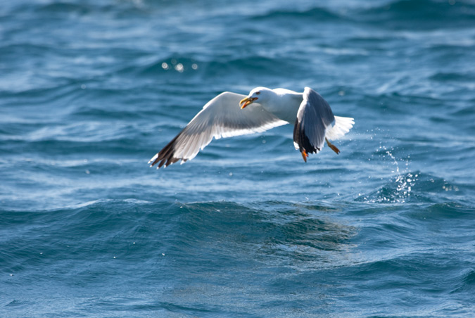 Gavià argentat (Larus cachinnans)