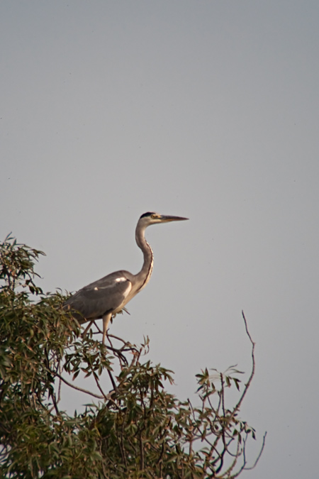 Bernat pescaire (Ardea cinerea)