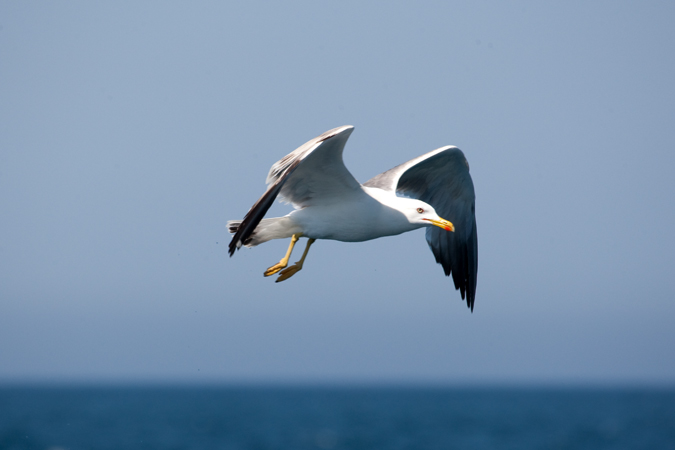 Gavià argentat (Larus cachinnans)