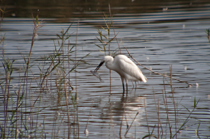 Martinet blanc (Egretta garzetta)