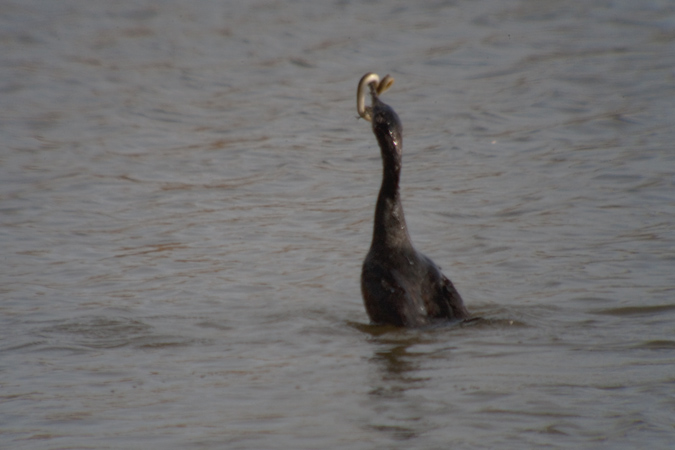 Corb marí gros ( Phalacrocorax carbo ) 2de4