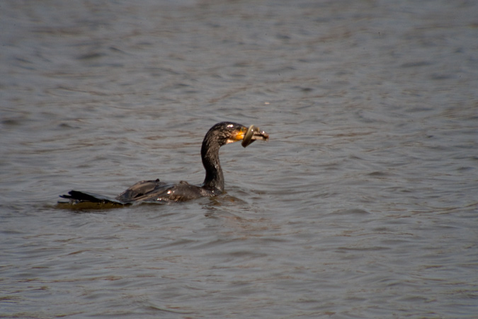 Corb marí gros ( Phalacrocorax carbo ) 4de4