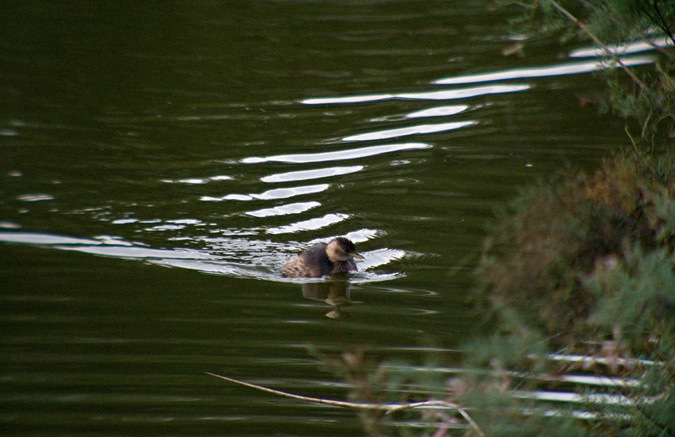 Cabusset (Tachybaptus ruficollis)