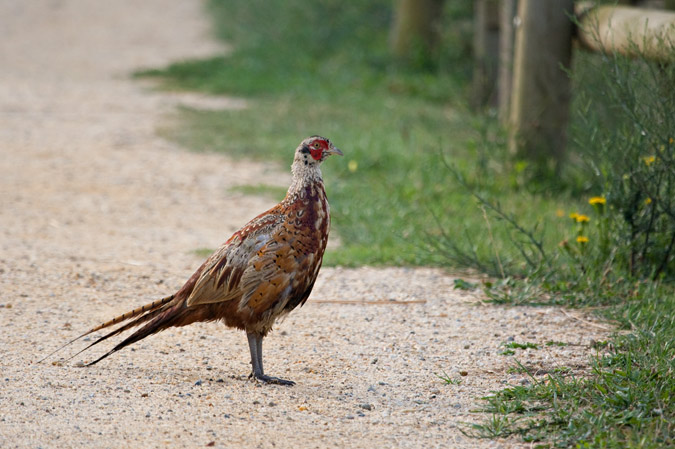 Faisà (Phasianus colchicus)