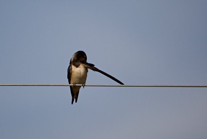 Oreneta vulgar (Hirundo rustica)  1de2