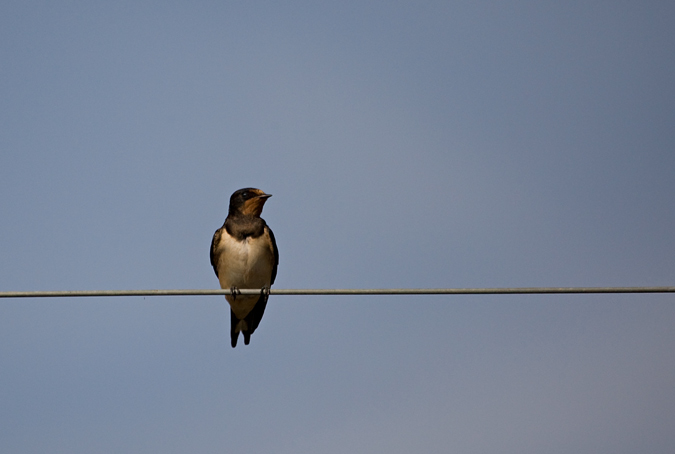 Oreneta vulgar (Hirundo rustica)  2de2