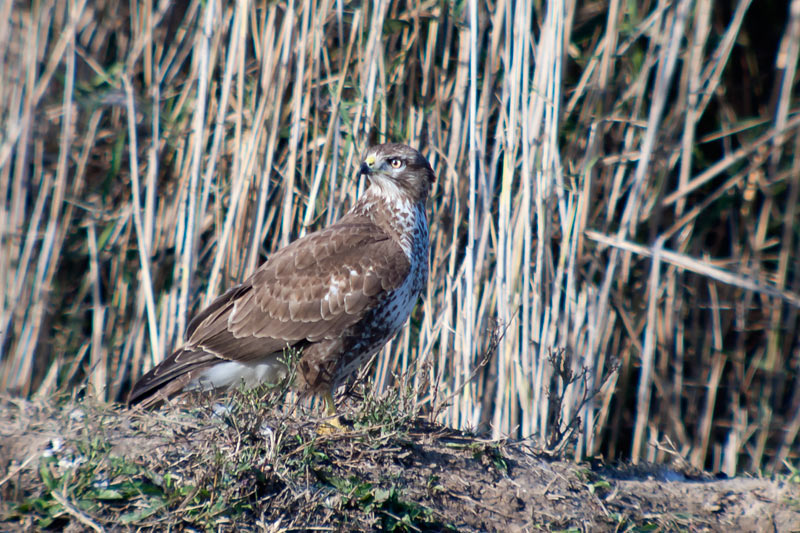 Aligot comú (Buteo buteo)