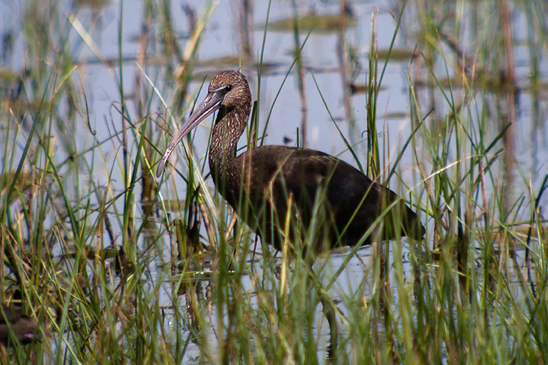 Capó reial. (Plegadis falcinellus)