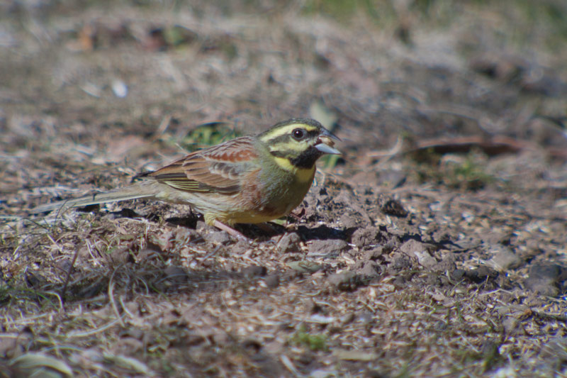 Gratapalles ( Emberiza cirlus )