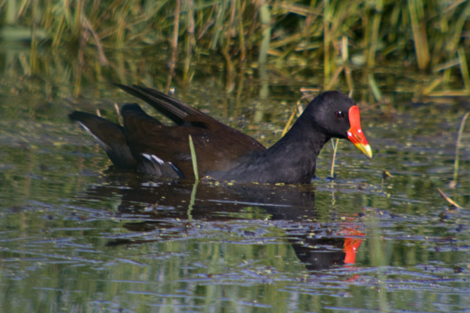 Polla d'aigua (Gallinuga chloropus)