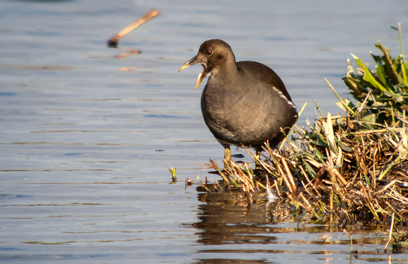 Polla d'aigua.Jove. (Gallinula chloropus)