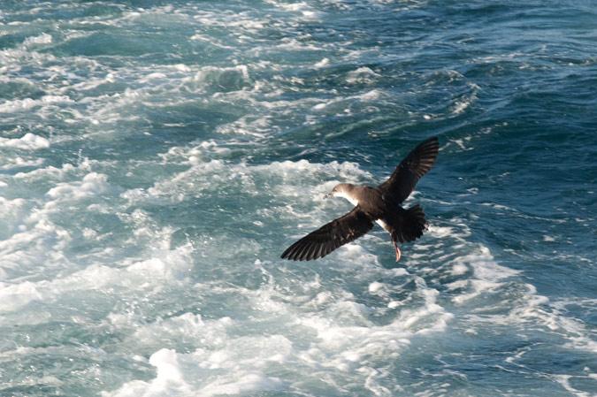 Baldriga mediterrània. Puffinus yelkouan