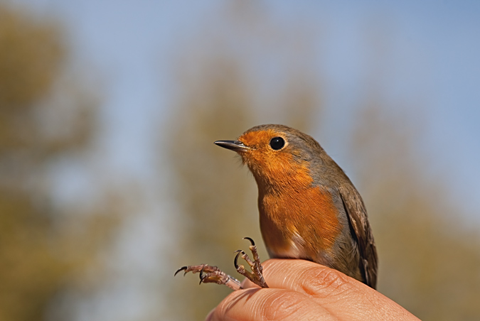 Pit-roig (Erithacus rubecola)