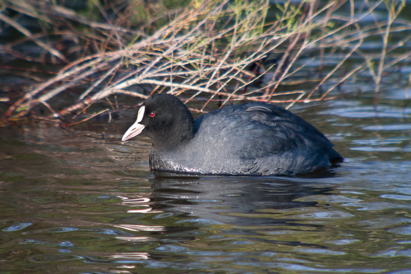 Fotja (Fulica atra)