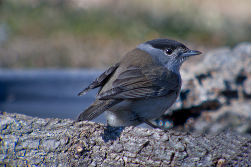 Tallarol de casquet (Sylvia atricapilla)