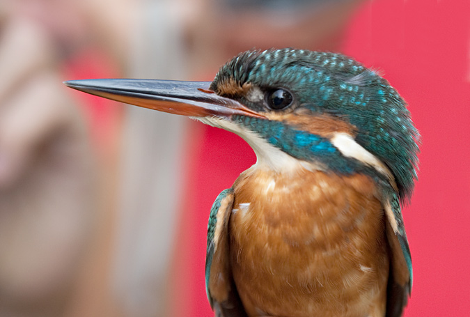 Blauet (Alcedo athis)  2de2