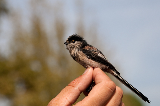 Mallerenga cuallarga (Aegithalos caudatus) 1de2