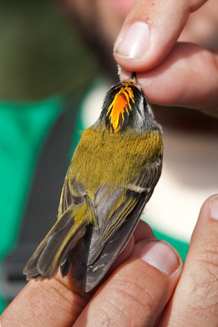 Bruel (Regulus ignicapillus) 1de2