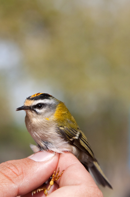 Bruel (Regulus ignicapillus) 2de2