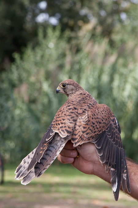 Xoriguer comú (Falco tinnunculus)