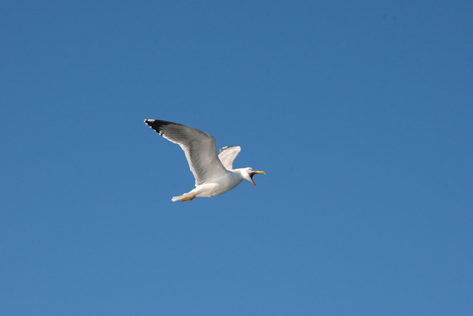 Gavià argentat (Larus michahellis)