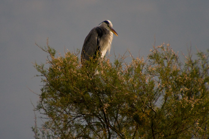 Bernat pescaire (Ardea cinerea)