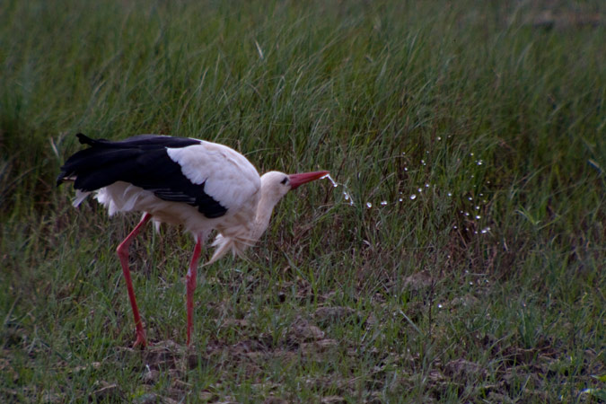 Cigonya (Ciconia ciconia)