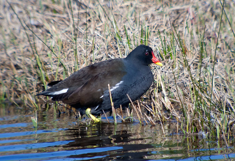 Polla d'aigua. (Gallinula chloropus)