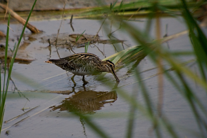 Becadell comú (Gallinago gallinago)