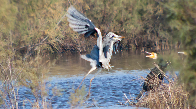 Bernat pescaire (Ardea cinerea)