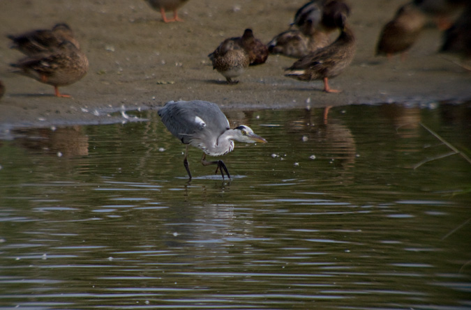 Bernat pescaire (Ardea cinerea)  1de6