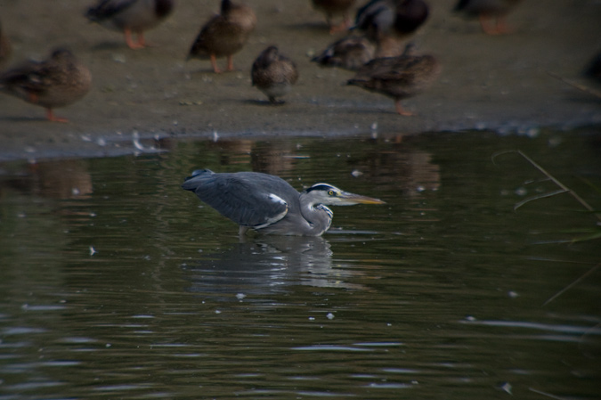 Bernat pescaire (Ardea cinerea)  2de6