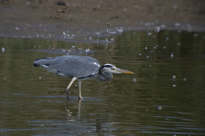 Bernat pescaire (Ardea cinerea)  3de6