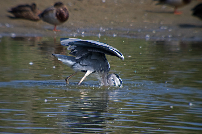 Bernat pescaire (Ardea cinerea)  4de6