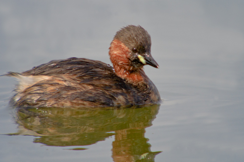 Cabusset (Tachybaptus ruficollis)