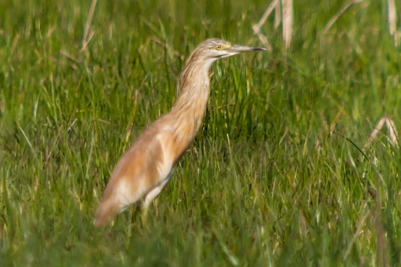 Martinet ros (Ardeola ralloides)