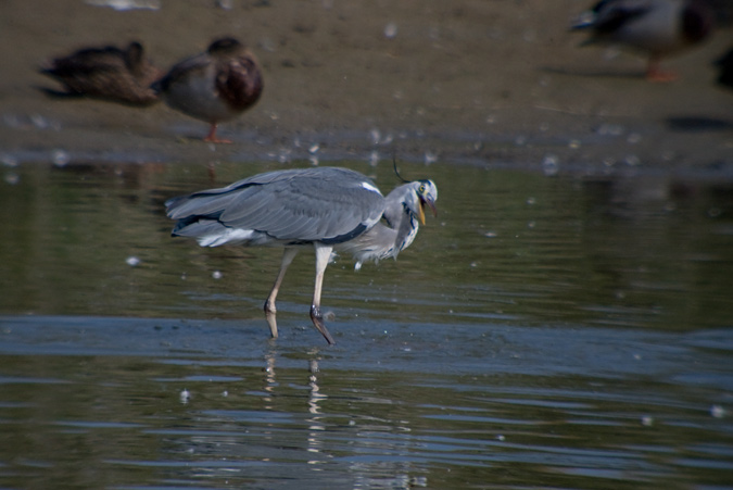 Bernat pescaire (Ardea cinerea)  6de6