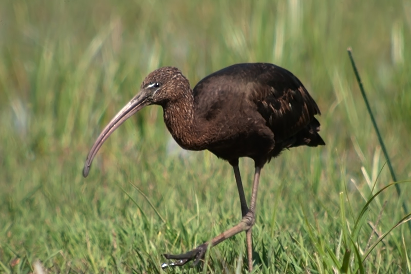 Capó reial. (Plegadis falcinellus)