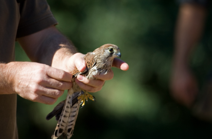 Xoriguer comú (Falco tinnunculus)