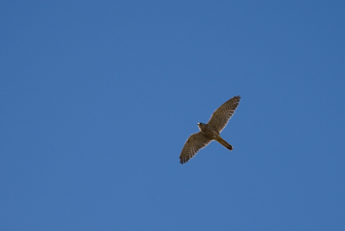 Xoriguer comú (Falco tinnunculus)