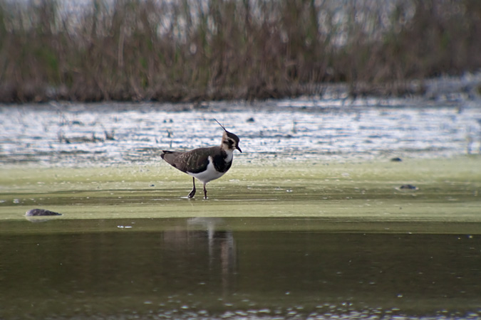 Fredeluga (Vanellus vanellus)