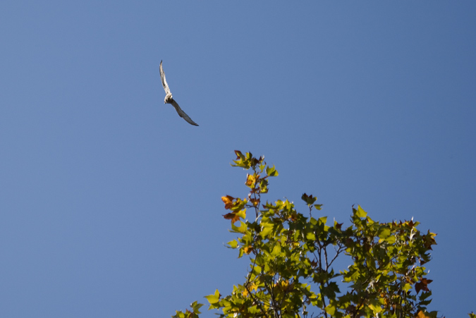 Xoriguer comú (Falco tinnunculus)