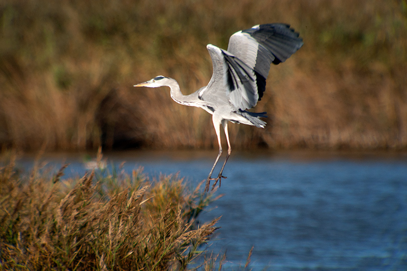 Bernat pescaire (Ardea cinerea)