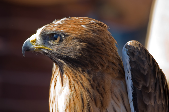 Àguila calçada (Hieraetus pennatus)