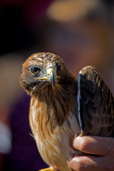 Àguila calçada (Hieraetus pennatus)