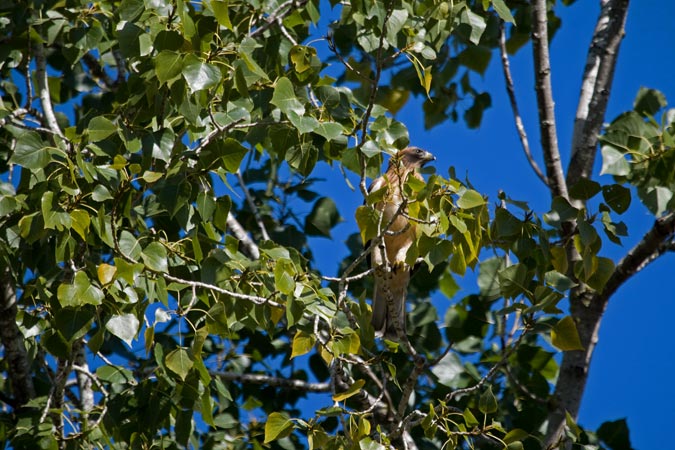 Àguila calçada (Hieraetus pennatus)