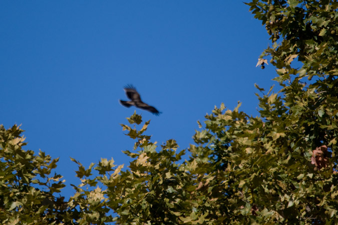 Àguila calçada (Hieraetus pennatus)