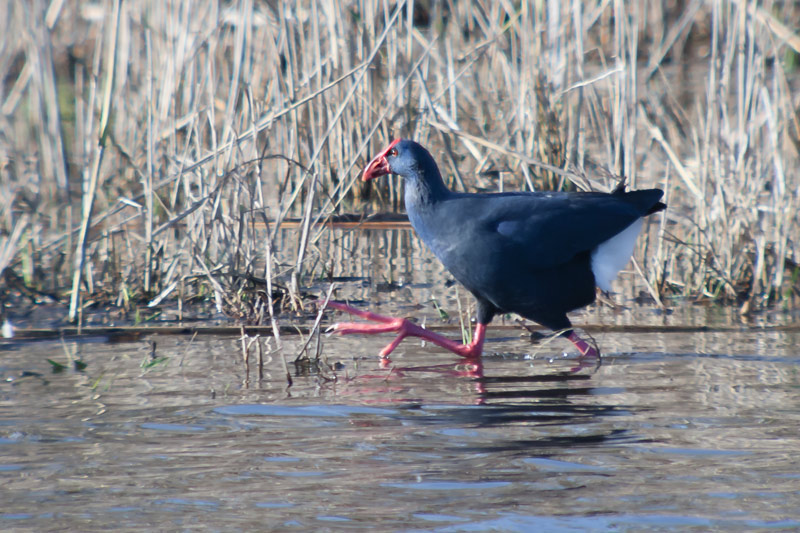 Polla blava (Porphyrio porphyrio)