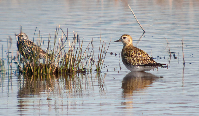 Daurada grossa (Pluvialis apricaria)